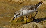 Charadrius alexandrinus_EM-0552352.jpg