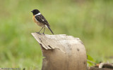 Saxicola rubicola_EM-0087391.jpg