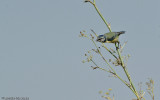 Parus caeruleus EM-3837.jpg