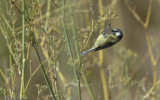 Parus caeruleus EM-3860.jpg