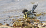 Parus major EM-0554444.jpg