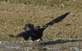 Corvus corax EM-0069586.jpg