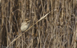 Emberiza schoeniclus EM-91535.jpg