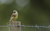 Emberiza cirlus EM-0061204.jpg