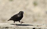 Sturnus unicolor EM-0555055.jpg