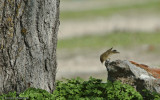 Phylloscopus collybita EM-7397.jpg