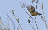 Cisticola juncidis  EM-0079908.jpg