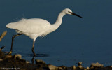 Egretta garzetta EM-0064506.jpg