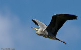 Ardea cinerea EM-0066648.jpg