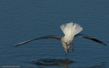 Larus ridibundus EM-91353.jpg