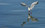 Larus ridibundus EM-0064508.jpg