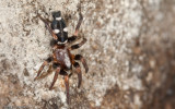 Poecilochroa variana_0947 EM-92326.jpg