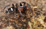 Poecilochroa variana_0947 EM-92308.jpg