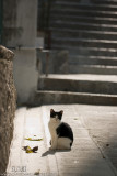 DSC00850_1a.jpg