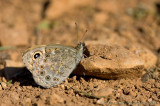 Argusvlinder - Wall Brown - Lasiommata megera