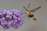Hommelvlinder - Narrow-bordered Bee Hawk-moth - Hemaris tityus