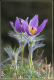 Wildemanskruid - Pulsatilla vulgaris