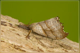 Bleke eenstaart - Falcaria lacertinaria 