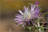 Galactites tomentosa