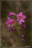 Wilde gladiool - Gladiolus illyricus