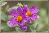 Cistus albidus