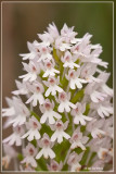 Hondskruid - Anacamptis pyramidalis