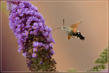 Kolibrievlinder - Macroglossum stellatarum