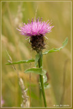 Knoopkruid - Centaurea jacea