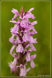 Gevlekte orchis - Dactylorhiza maculata subsp. maculata 