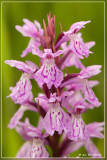 Gevlekte orchis - Dactylorhiza maculata subsp. maculata 