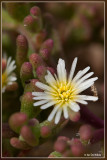 Smalbladig ijskruid - Mesembryanthemum nodiflorum