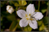 Parnassia - Parnassia palustris