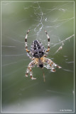 Kruisspin - Araneus diadematus