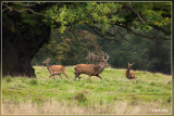 Edelherten - Cervus elaphus