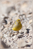 echte wilde kanarie  - Serinus canaria