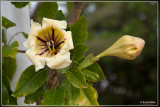 reuzenklimtrompet - Solandra maxima