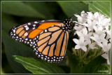 Monarchvlinder - Danaus plexippus