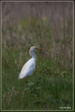 Koereiger - Bubulcus ibis