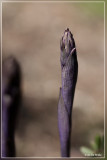 Paarse aspergeorchis - Limodorum abortivum