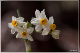 Tazetta narcis - Narcissus tazetta