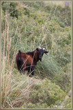 Balearctische Wilde Geit  - Capra hircus balearctica