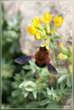 Megachile (Chalicodoma) sicula balearica