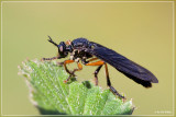 Zwartvleugelroofvlieg - Dioctria oelandica