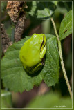 Groene snuitkever - Phyllobius argentatus