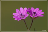 Zachte ooievaarsbek - Geranium molle