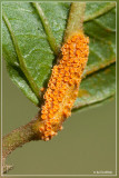 Aecidia van Puccinia coronata Corda