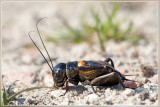 Veldkrekel - Gryllus campestris