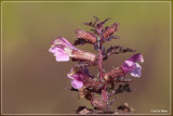 Moeraskartelblad - Pedicularis palustris