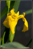 Gele lis - Iris pseudacorus