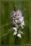 Gevlekte orchis - Dactylorhiza maculata subsp. maculata